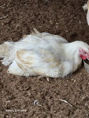 Live Frozen Chicken