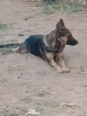 1+ year Female Purebred German Shepherd