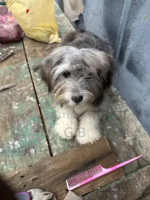 1+ year Male Purebred Lhasa Apso