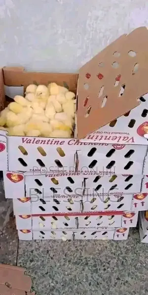 Amo and Chi Broilers