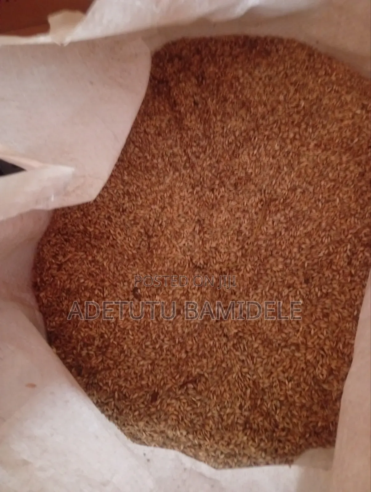 Brachiaria Grass Seeds