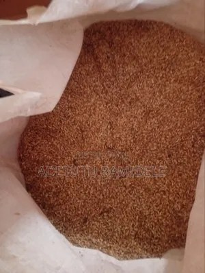 Brachiaria Grass Seeds