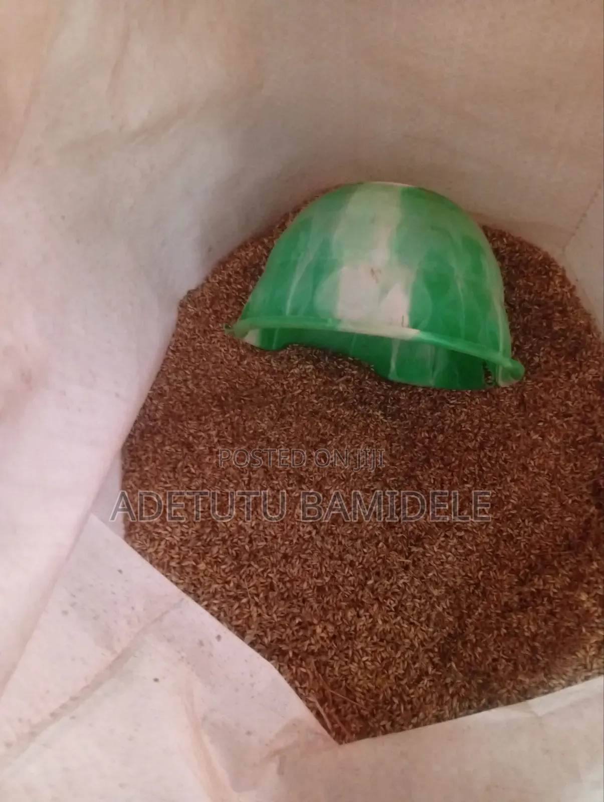 Brachiaria Grass Seeds