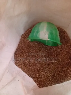Brachiaria Grass Seeds