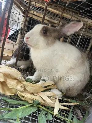 Healthy Matured Improved Dutch Rabbits!