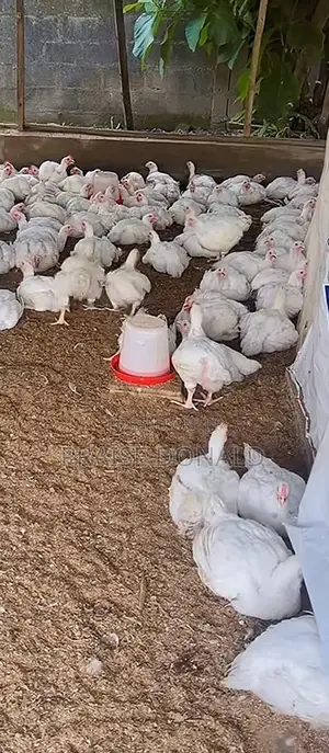 Farm Fresh Live Frozen Broiler Chicken Benin City