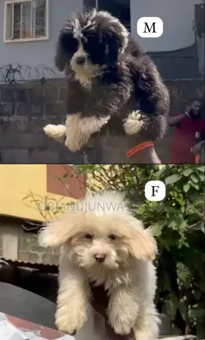 1-3 months Female Purebred Lhasa Apso
