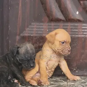 1-3 months Male Purebred Boerboel