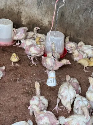 Brooded Big Broilers Chicken