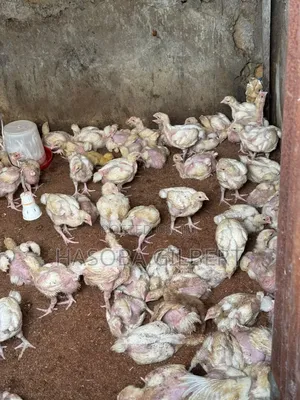 Brooded Big Broilers Chicken