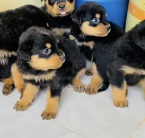 1-3 months Female Purebred Rottweiler