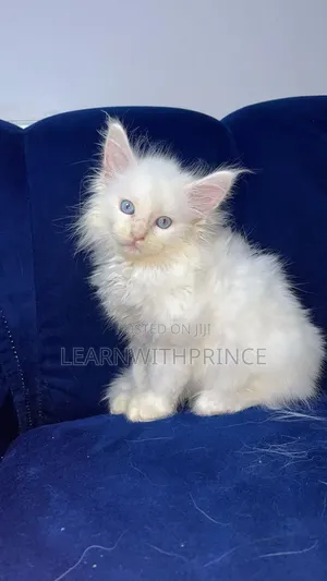 1-3 months Female Purebred Maine Coon