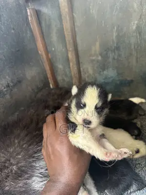0-1 month Female Purebred Siberian Husky