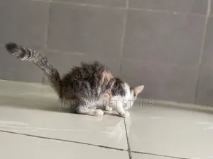 1-3 months Female Purebred Turkish Angora