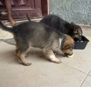 1-3 months Male Purebred German Shepherd