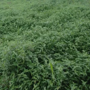 Land Available for Sale at Agidingbi