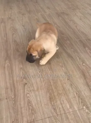 1-3 months Male Purebred Boerboel