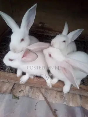 Rabbit for Sale