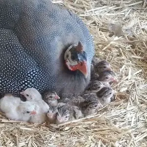 Guinea Fowl