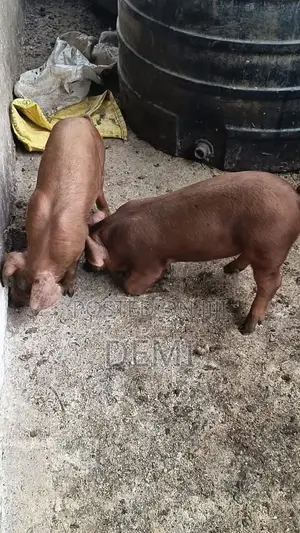 Duroc Pig for Sale