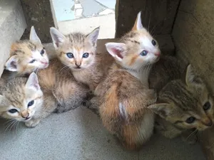 1-3 months Female Mixed Breed Tabby