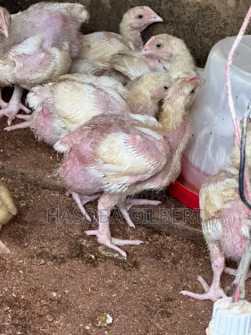 Brooded Big Broilers Chicken