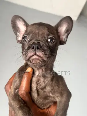 1-3 months Female Purebred French Bulldog