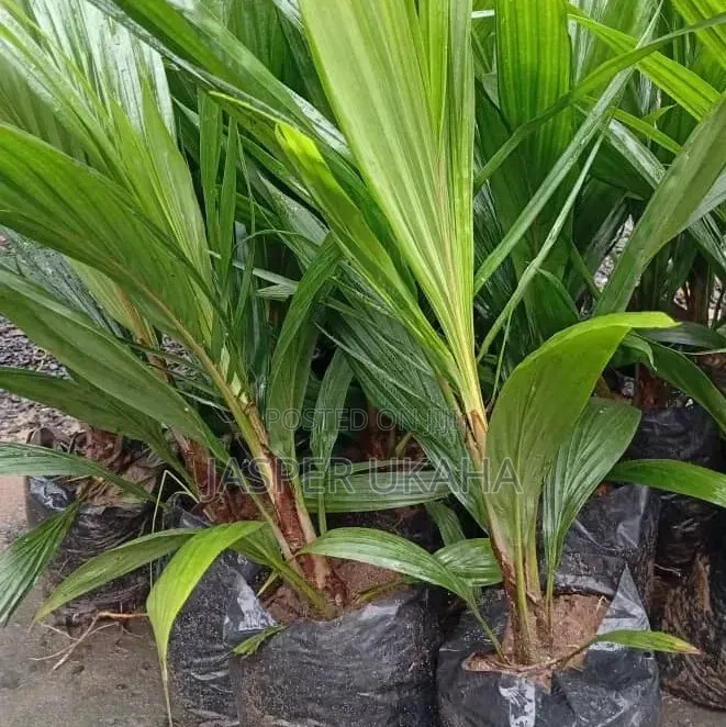 Coco Nuts Seedlings