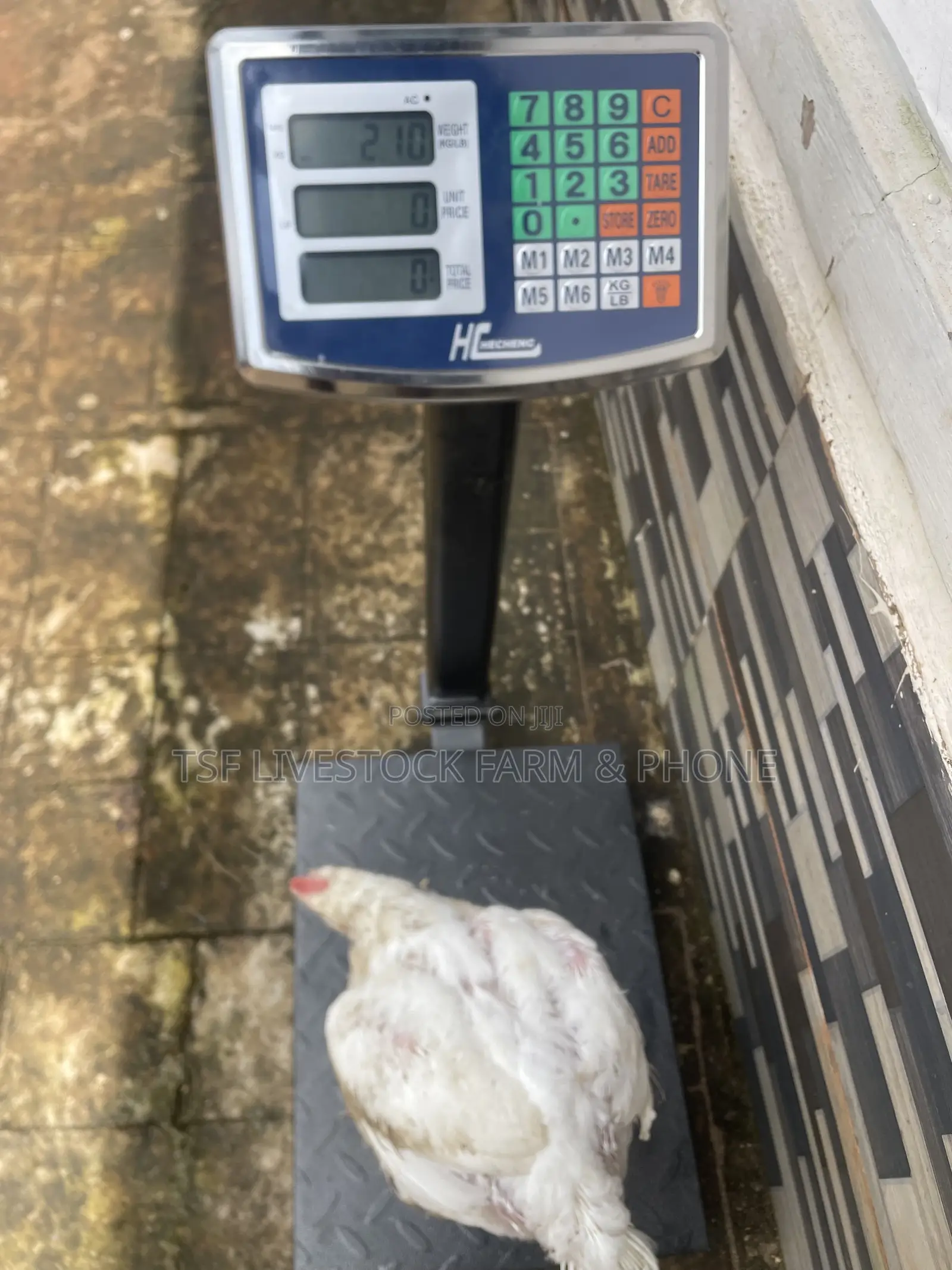 5-6 Weeks Birds