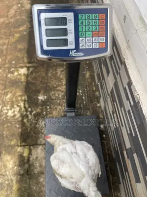 5-6 Weeks Birds