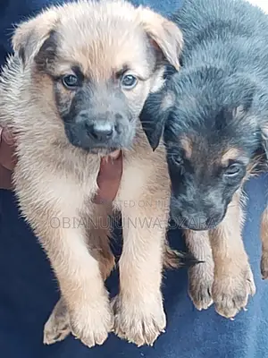 1-3 months Female Purebred German Shepherd