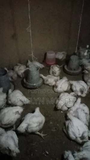 Broilers Selling