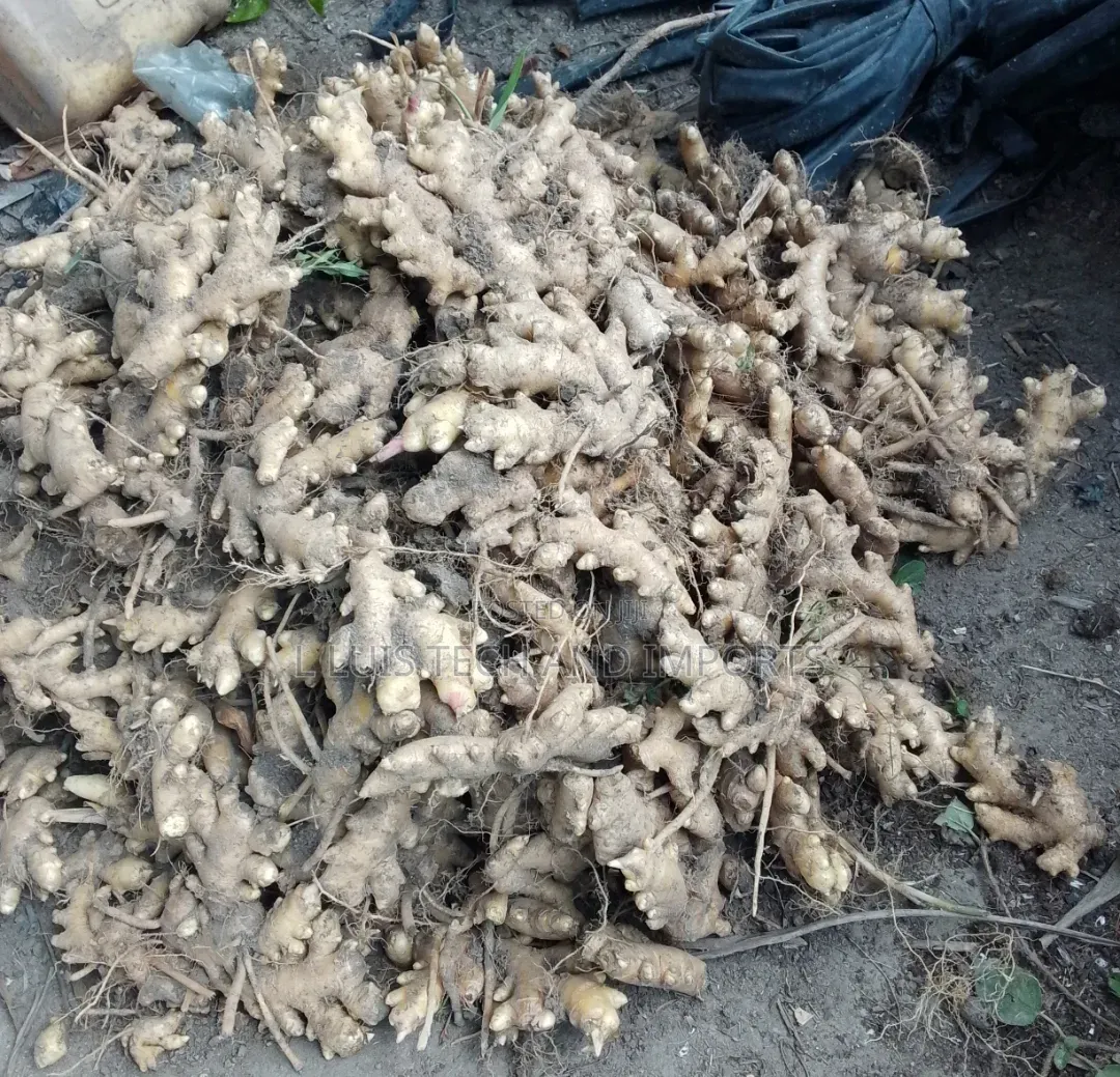 Our Kaduna Ginger Is Ready. Fresh Ginger,Place Your Order