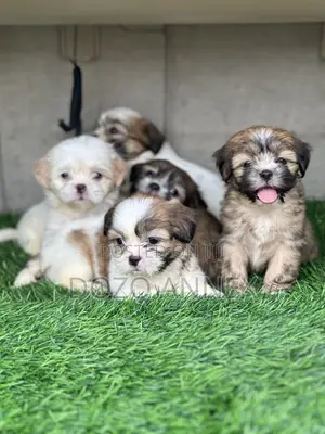 1-3 months Female Purebred Lhasa Apso