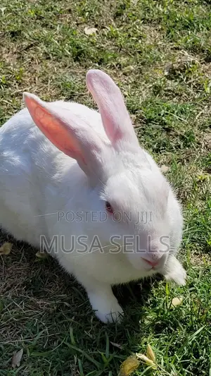 1-3 months Female Purebred Cat