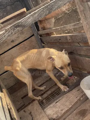 6-12 months Female Purebred Boerboel