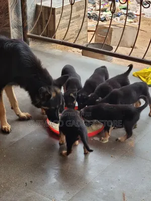 1-3 months Female Purebred German Shepherd