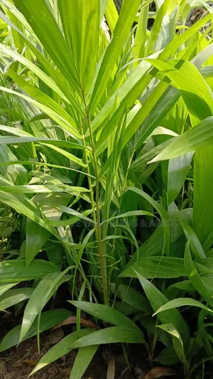 Healthy and Grown Hybrid Tenera Oil Palm Seedlings Available for Sale.