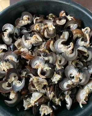 Snail (EJULA)