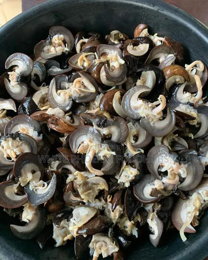 Snail (EJULA)