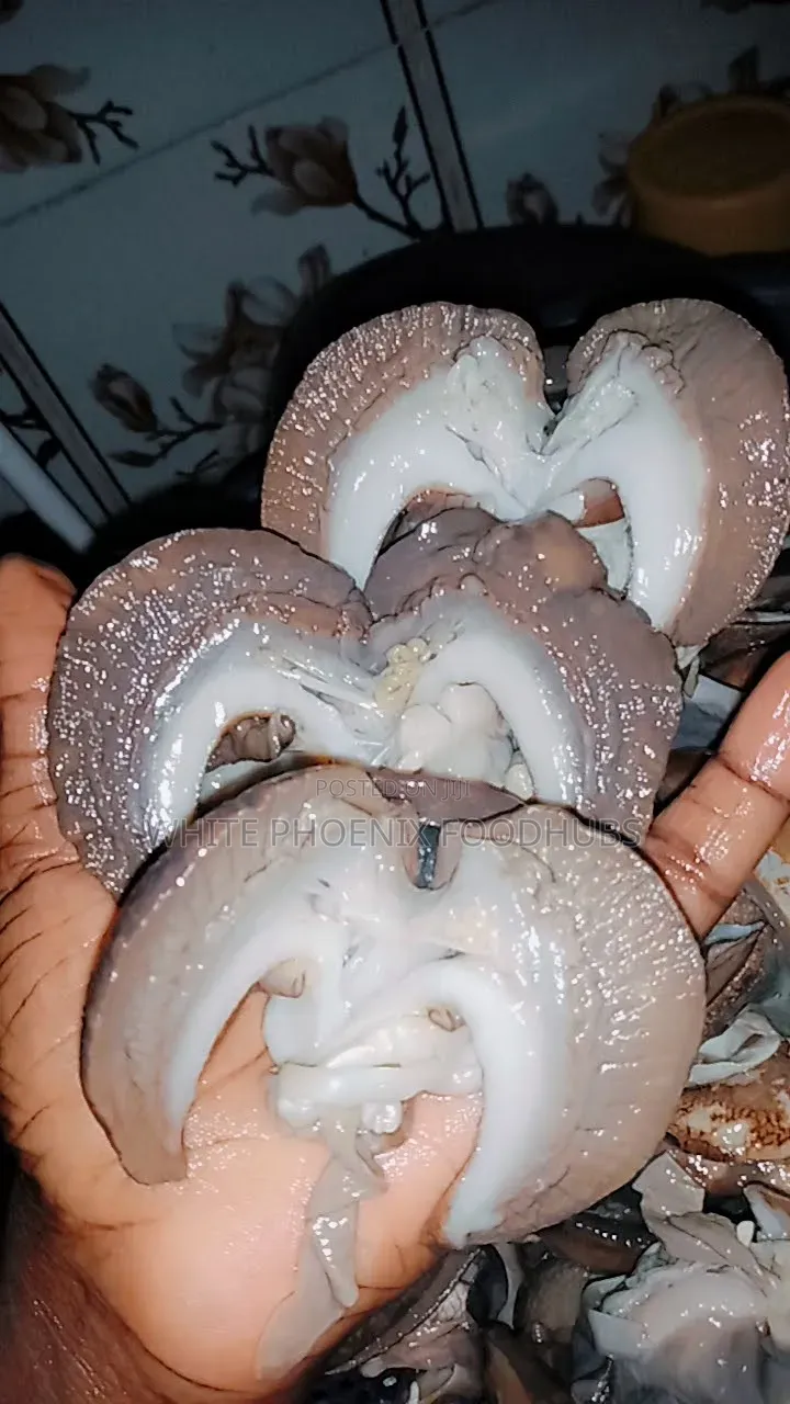 Snail (EJULA)