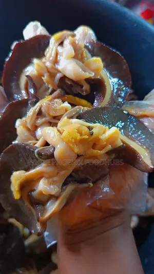 Snail (EJULA)