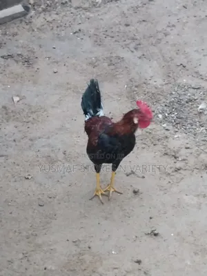 Local Chicken N Hen for Sales