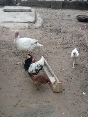 Local Hen for Sales
