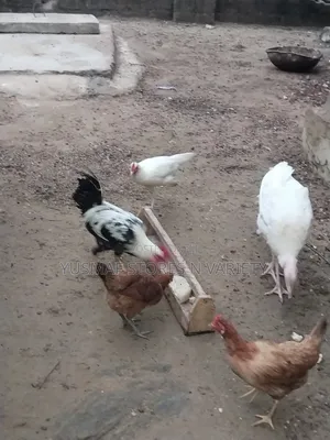 Local Hen for Sales