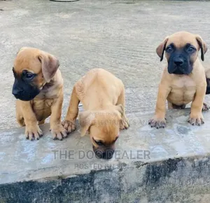 1-3 months Male Purebred Boerboel