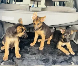 1-3 months Female Purebred German Shepherd