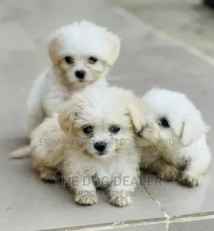 1-3 months Female Purebred Lhasa Apso