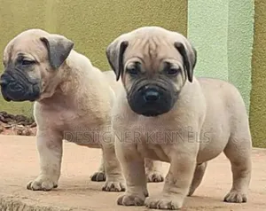 1-3 months Male Purebred Boerboel