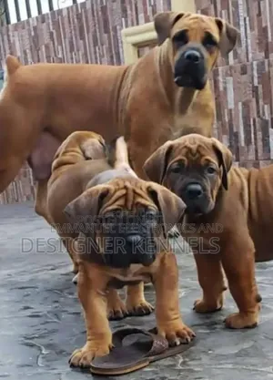 1-3 months Female Purebred Boerboel